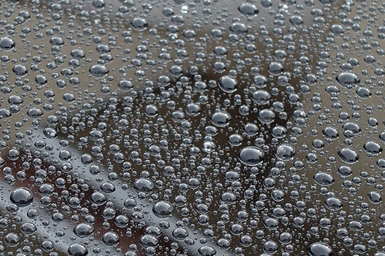 Water-beading-after-rainstorm